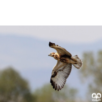 گونه سارگپه کوهی Upland Buzzard